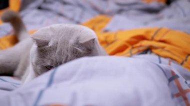 Gri, güzel İngiliz kedisi yatakta insan eliyle oynuyor. Yeşil gözlü pofuduk bir İskoç kedisi, bir elin hareketini izliyor, turuncu yumuşak bir kapağın üzerinde zıplıyor. Evcil hayvan oyunları.