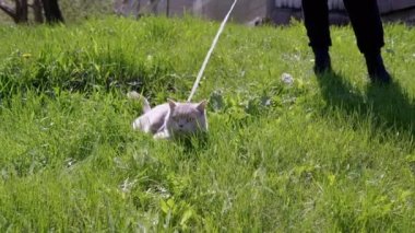 Green Grass 'teki tasmalı açık havada yürüyen gri evcil kedi. Kedi miyavlamaları, arka bahçede güneş ışığı altında bir tepede ağlamalar. Bacaklar, ayak insanı. Çayır, karahindiba. Doğa. Parkta yürüyen hayvanlar.