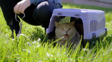 Green Grass 'teki Carrier Outdoor' da tasmalı gri bir İngiliz Kedisi Yürüten Çocuk. Evcil hayvanlar yürüyor. Korkak bir kedi saklanır, miyavlar, menekşe bir taşıyıcıda ağlar. Doğa. Güneşli rüzgarlı hava. Güneş ışınları. İlkbahar.
