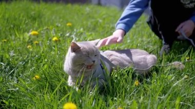 Çocuk, Güneş 'te Çimenlikte Yürüyen Bir İngiliz Kedisini Okşuyor. Korkmuş, güzel, gri bir kedi miyavlıyor, ağlıyor ve gün ışığında karahindiba desenlerinde yeşil çimlerin üzerinde güneşleniyor. Hayvan yürüyüşü.