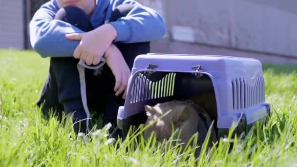 Ребенок Выгуливающий Серого Британского Кота Поводке Carrier Outdoors Green Grass — стоковое видео