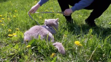 Çocuk, Güneş 'te Çimenlikte Tasmalı Bir İngiliz Kedisini Okşuyor. Gri, güzel bir kedi, güneş ışığında sarı karahindibalar içinde yeşil çimlerin üzerinde güneşleniyor. Hayvan yürüyüşü. Hayvanlar. İlkbahar.
