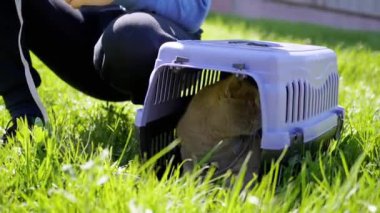 Green Grass 'teki Carrier Outdoor' da tasmalı gri bir İngiliz Kedisi Yürüten Çocuk. Evcil hayvanlar yürüyor. Korkmuş bir kedi menekşe bir plastik kutuda saklanıyor. Doğa. Güneşli, sıcak, rüzgarlı hava. Güneş ışınları. İlkbahar.