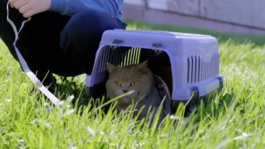 Green Grass 'teki Carrier Outdoor' da tasmalı gri bir İngiliz Kedisi Yürüten Çocuk. Evcil hayvanlar yürüyor. Korkmuş bir kedi menekşe bir plastik kutuda saklanıyor. Doğa. Güneşli, sıcak, rüzgarlı hava. Güneş ışınları. İlkbahar.