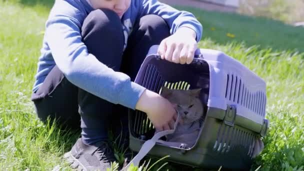 Дитина Йде Сірого Британського Кота Піднімку Відкритому Повітрі Зеленій Траві — стокове відео