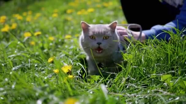 Kind streichelt eine britische Hauskatze, die in der Sonne an der Leine im Gras spaziert Die verängstigte graue Katze miaut und sonnt sich auf grünem Gras in Löwenzahn im Sonnenlicht. Haustierspaziergang. Unklarer Hintergrund.