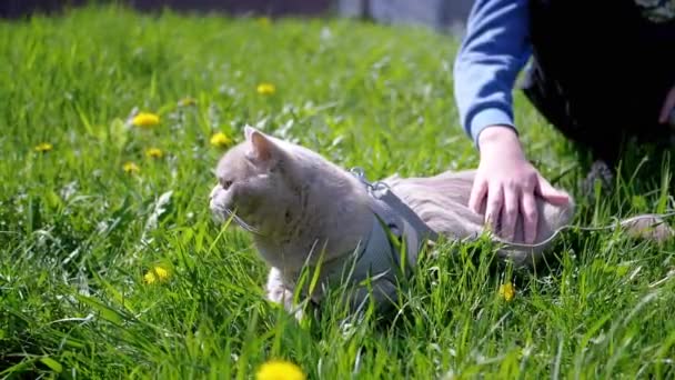 Child Strokes Domestic British Cat Walking Leash Grass Outdoor Sun — Stock Video