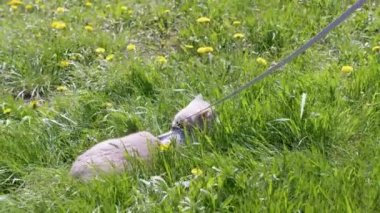 Green Grass 'teki tasmalı açık havada yürüyen gri evcil kedi. Kedi miyavlıyor, ağlıyor, güneşin altındaki sulu çimenlerde saklanıyor. Bacaklar, ayak insanı. Rüzgarlı bir hava. Çayır, karahindiba, arka bahçe. Doğa. Hayvan yürüyüşü.