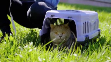 Green Grass 'teki Carrier Outdoor' da tasmalı gri bir İngiliz Kedisi Yürüten Çocuk. Evcil hayvanlar yürüyor. Korkak kedi menekşe bir taşıyıcıda saklanır. Doğa. Güneşli, sıcak, rüzgarlı hava. Güneş ışınları. İlkbahar. Yavaş çekim.