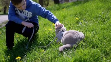 Çocuk, Güneş 'te Çimenlikte Tasmalı Bir İngiliz Kedisini Okşuyor. Gri, güzel bir kedi, güneş ışığında sarı karahindibalar içinde yeşil çimlerin üzerinde güneşleniyor. Hayvan yürüyüşü. Hayvanlar. İlkbahar.