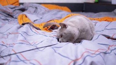 Gri İngiliz Evcil Kedisi Yatakta İple Oynuyor. Yeşil gözlü, oynak, tüylü İskoç kedisi pençeleriyle bir ip yakalar, renkli turuncu bir battaniyenin üzerinde bir bant ısırır. Evde evcil hayvanlarla oyunlar.