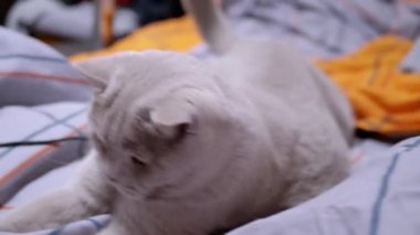 Gri İngiliz Evcil Kedisi Yatakta İple Oynuyor. Yeşil gözlü, oynak, tüylü İskoç kedisi pençeleriyle bir ip yakalar, renkli turuncu bir battaniyenin üzerinde bir bant ısırır. Evde evcil hayvanlarla oyunlar.