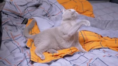Gray British Domestic Cat Playing with a Rope on the Bed. Playful Scottish fluffy cat, with green eyes, grabs a string with its paws, bites a tape on a colored orange blanket. Games with pets at home.