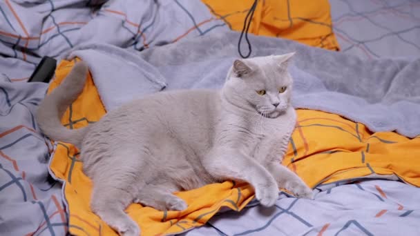 Gray British Domestic Cat Playing Rope Bed Playful Scottish Fluffy — Video Stock