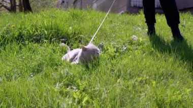 Green Grass 'teki tasmalı açık havada yürüyen gri evcil kedi. Kedi miyavlamaları, arka bahçede güneş ışığı altında bir tepede ağlamalar. Bacaklar, ayak insanı. Çayır, karahindiba. Doğa. Parkta yürüyen hayvanlar.