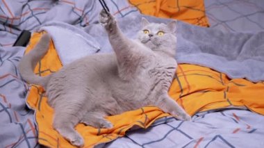 Gri İngiliz Evcil Kedisi Yatakta İple Oynuyor. Yeşil gözlü, oynak, tüylü İskoç kedisi pençeleriyle bir ip yakalar, renkli turuncu bir battaniyenin üzerinde bir bant ısırır. Evde evcil hayvanlarla oyunlar.