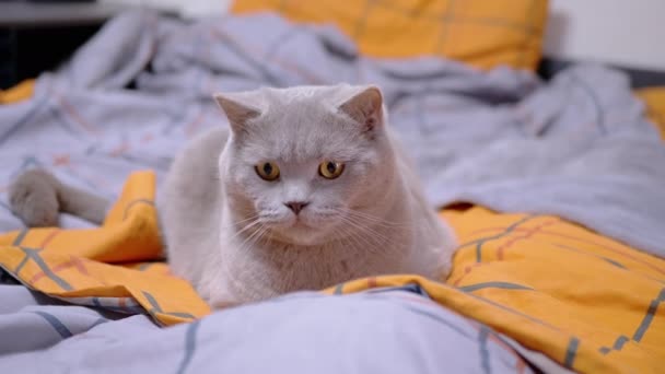 Gri Güzel Ngiliz Kedisi Yatakta Insan Eliyle Oynuyor Yeşil Gözlü — Stok video