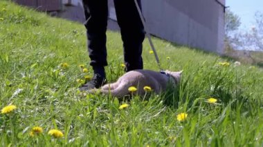Green Grass 'teki tasmalı açık havada Büyük Gri Evcil Kedi Yürüyen Çocuk. Korkak bir kedi gün ışığının altında bacaklarının yanında saklanıyor. Çayır, çiçekler, karahindibalar. Bahar. Doğa. Evcil hayvanlar yürüyor.