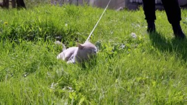 Green Grass 'teki tasmalı açık havada yürüyen gri evcil kedi. Kedi miyavlamaları, arka bahçede güneş ışığı altında bir tepede ağlamalar. Bacaklar, ayak insanı. Çayır, karahindiba. Doğa. Parkta yürüyen hayvanlar.