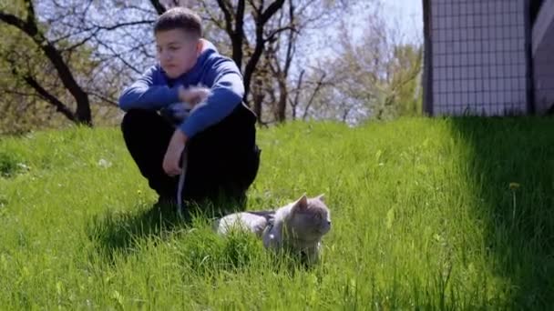 孩子们在绿草上的户外用皮带牵着灰猫散步 一只害怕的猫躲在多汁的草地上晒太阳 一个笑着的男孩和一只猫在房子附近的后院散步 — 图库视频影像