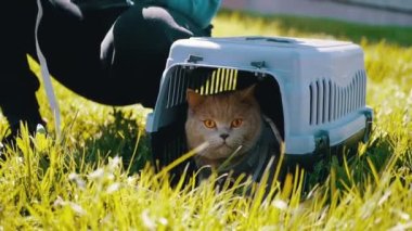 Green Grass 'teki Carrier Outdoor' da tasmalı gri bir İngiliz Kedisi Yürüten Çocuk. Evcil hayvanlar yürüyor. Korkak kedi menekşe bir taşıyıcıda saklanır. Doğa. Güneşli, sıcak, rüzgarlı hava. Güneş ışınları. İlkbahar. Yavaş çekim.