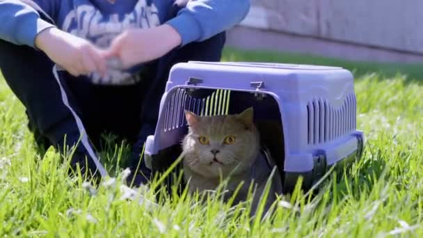 Kind Das Eine Graue Britische Katze Der Leine Tragetuch Freien — Stockvideo