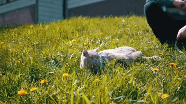 Graue Britische Hauskatze Der Leine Auf Grünem Gras Der Sonne — Stockvideo