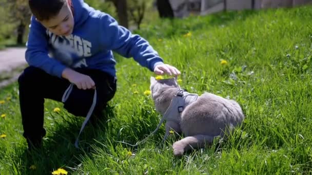子供は国内の英国の猫を撫でます太陽の下で草の屋外でリーチに座っています 陽射しが差し込む黄色のタンポポの緑の草の上に美しい灰色の猫が腰を下ろしています ペットウォーキング 動物だ — ストック動画