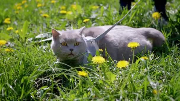 Child Walking Gray Domestic Cat Leash Outdoors Green Grass Scared — 비디오