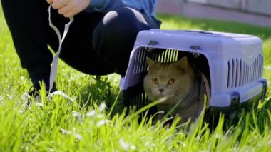 Green Grass 'teki Carrier Outdoor' da tasmalı gri bir İngiliz Kedisi Yürüten Çocuk. Evcil hayvanlar yürüyor. Korkak bir kedi saklanır, miyavlar, menekşe bir taşıyıcıda ağlar. Doğa. Güneşli rüzgarlı hava. Güneş ışınları. İlkbahar.