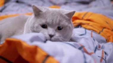 Gri, güzel İngiliz kedisi yatakta insan eliyle oynuyor. Yeşil gözlü pofuduk bir İskoç kedisi, bir elin hareketini izliyor, turuncu yumuşak bir kapağın üzerinde zıplıyor. Evcil hayvan oyunları.