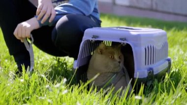 Green Grass 'teki Carrier Outdoor' da tasmalı gri bir İngiliz Kedisi Yürüten Çocuk. Evcil hayvanlar yürüyor. Korkmuş bir kedi menekşe bir plastik kutuda saklanıyor. Doğa. Güneşli, sıcak, rüzgarlı hava. Güneş ışınları. İlkbahar.