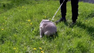 Green Grass 'te tasmalı bir açık havada Gri İngiliz Kedisi Yürüten Çocuk. Hayvan yürüyüşü. Arkadan bak. Arka bahçede. Korkmuş bir kedi çimenlerde saklanıyor, güneşte çiçekler içinde. Çayır, çimen, karahindiba. Doğa. Rüzgâr. 4K.