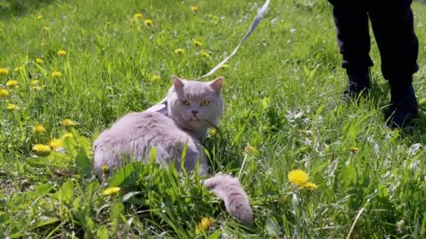 Child Walking Gray British Cat Leash Outdoors Green Grass Pets — Stock Video