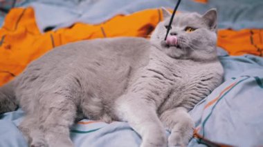 Gri İngiliz Evcil Kedisi Yatakta İple Oynuyor. Yeşil gözlü, oynak, tüylü İskoç kedisi pençeleriyle bir ip yakalar, renkli turuncu bir battaniyenin üzerinde bir bant ısırır. Evde evcil hayvanlarla oyunlar.