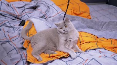 Gri İngiliz Evcil Kedisi Yatakta İple Oynuyor. Yeşil gözlü, oynak, tüylü İskoç kedisi pençeleriyle bir ip yakalar, renkli turuncu bir battaniyenin üzerinde bir bant ısırır. Evde evcil hayvanlarla oyunlar.