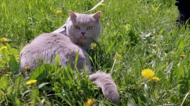 Green Grass 'te tasmalı bir açık havada Gri İngiliz Kedisi Yürüten Çocuk. Evcil hayvanlar yürüyor. Korkmuş bir kedi oturur, miyavlar, çimenlerde ağlar, güneşte çiçeklerde ağlar. Çayır, karahindiba. Güneş ışığı. İlkbahar. Doğa.