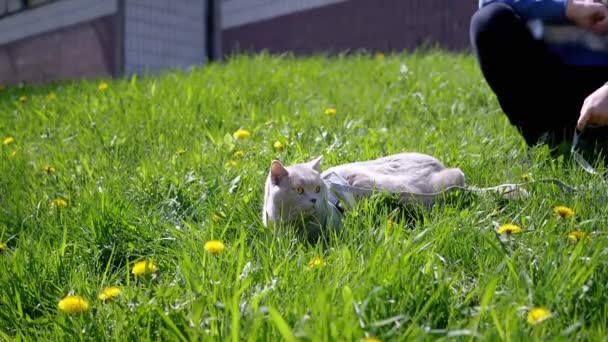 Gri Ngiliz Evcil Kedisi Güneş Yeşil Çimenler Üzerinde Yatıyor Kedisi — Stok video