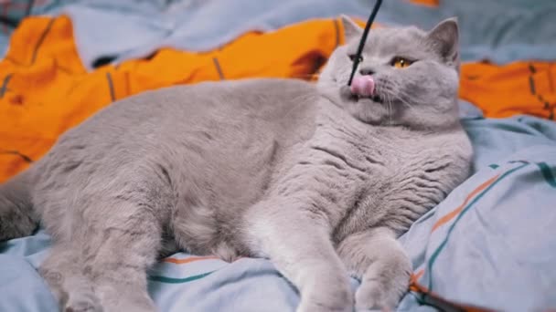 Gray British Domácí Kočka Hrát Lanem Posteli Hravý Skotský Chlupatý — Stock video