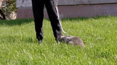 Geniş Gri Evcil Kediyi Tasmalı Açık havada Yürütür. Büyük, şişman, korkmuş bir kedi, yeşil çimlerin üzerinde bacaklarının yanında saklanıyor ve güneş ışığında temiz hava soluyor. Bahar. Doğa. Evcil hayvanlar yürüyor.