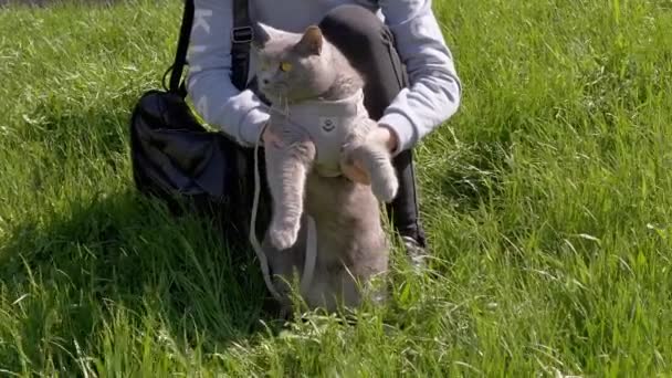 Žena Kráčí Tlustou Šedou Britskou Kočkou Vodítku Otevřeném Vzduchu Zelené — Stock video