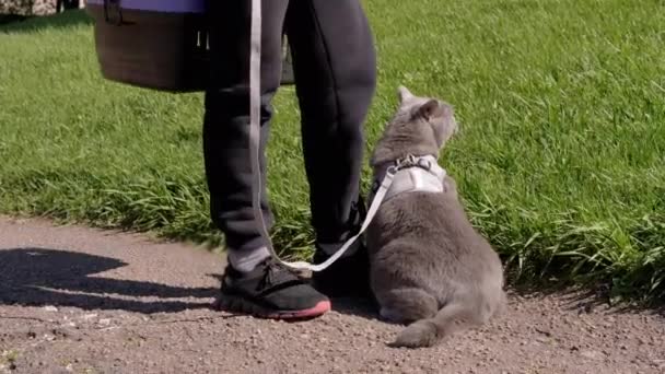 Geniş Gri Evcil Kediyi Tasmalı Açık Havada Yürütür Bir Kedi — Stok video