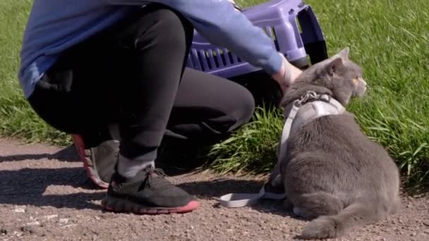 Geniş Gri Evcil Kediyi Tasmalı Açık Havada Yürütür Bir Kedi — Stok video