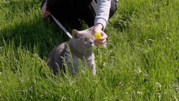 Жінка Йде Товсто Сірим Британським Котом Повідку Відкритому Повітрі Густій — стокове відео