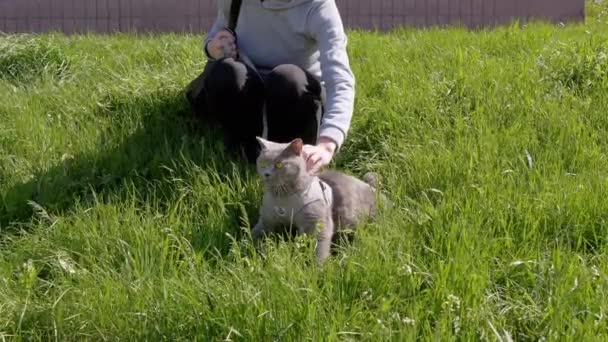 Female Walking Fat Gray British Cat Leash Open Air Thick — Vídeo de Stock