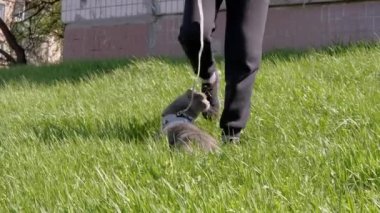 Geniş Gri Evcil Kediyi Tasmalı Açık havada Yürütür. Büyük, şişman, korkmuş bir kedi, yeşil çimlerin üzerinde bacaklarının yanında saklanıyor ve güneş ışığında temiz hava soluyor. Bahar. Doğa. Evcil hayvanlar yürüyor.