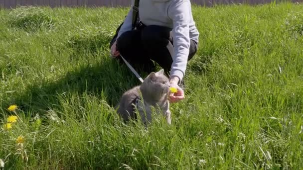 Female Walking Fat Gray Cat Leash Open Air Thick Grass — Stok Video