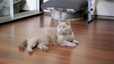 Gri Kabarık Kedi Yerde, Bir Odada Laminate Üzerinde, Hareketi Takip Ediyor. Büyüleyici, meraklı, safkan, yeşil gözlü bir İskoç kedisi dinleniyor ve dinleniyor. Mutlu hayvanlar. Kedi ailesi. Hayvanlar.