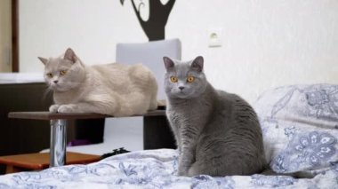 İki Gri Kabarık Kedi Yatakta Oturuyor, Nesnenin Hareketini İzliyor. Sevimli, meraklı, saf, yeşil gözlü evcil kediler odada dinleniyor, sahibiyle oynuyorlar. Tuhaf hayvanlar..