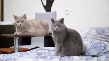 İki Gri Kabarık Kedi Yatakta Oturuyor, Nesnenin Hareketini İzliyor. Sevimli, meraklı, saf, yeşil gözlü evcil kediler odada dinleniyor, sahibiyle oynuyorlar. Tuhaf hayvanlar..